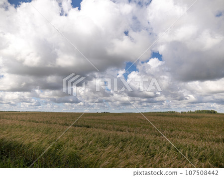 Yellow grain ready for harvest growing in a farm field Yellow grain ready for harvest growing in a farm field 107508442