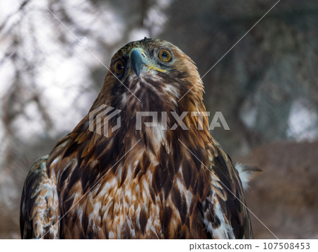 Bald Headed Eagle, close up shot with blurred background 107508453