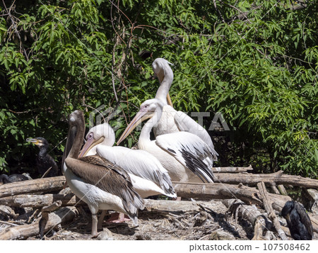 White Pelican (Pelecanus onocrotalus) also known as the Eastern White Pelican 107508462