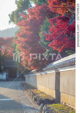 In autumn in Kyoto, bright red autumn leaves appear on the Tsukiji wall of Seiryoji Temple that leads to the main gate of Hokyoin Temple. 107509610