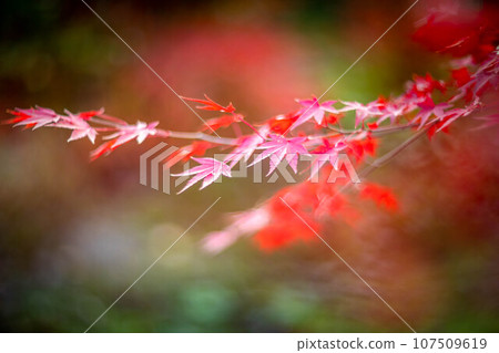 Autumn at Hokyoin, bright red leaves in the forest Autumn at Hokyoin, bright red leaves in the forest 107509619