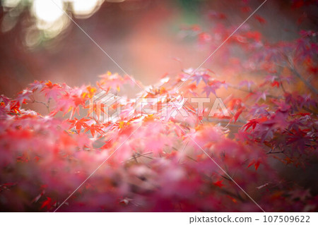 Autumn at Hokyoin, bright red leaves shining in the autumn sunlight Autumn at Hokyoin, bright red leaves shining in the autumn sunlight 107509622