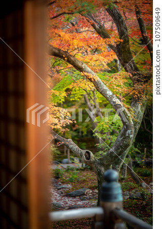 Autumn at Hokyoin, colorful autumn leaves on the approach seen from the main hall 107509649