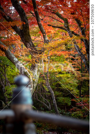 Autumn at Hokyoin, colorful autumn leaves on the approach seen from the main hall 107509650