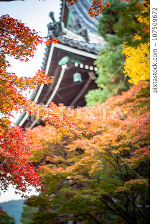 Autumn in Kyoto, autumn leaves at Seiryoji Temple, bright red autumn leaves seen with the main hall in the background 107509672