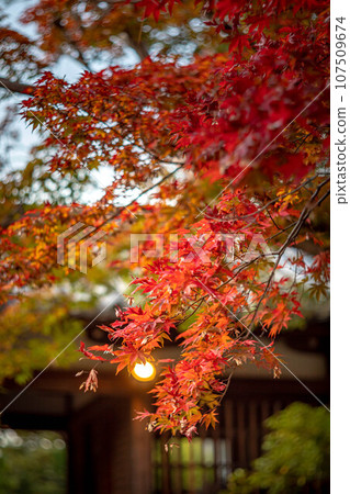 Autumn in Kyoto, autumn leaves at Seiryoji Temple, bright red autumn leaves seen with the breezeway in the background 107509674