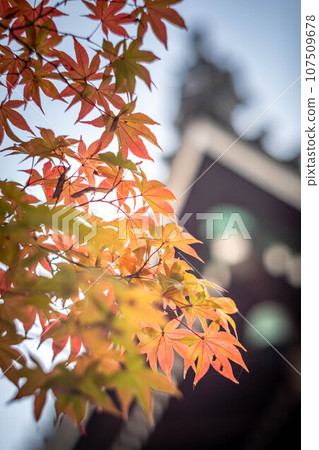 Autumn in Kyoto, autumn leaves at Seiryoji Temple, bright red autumn leaves seen with the main hall in the background 107509678
