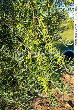Detail of an olive tree loaded with fruits in full development due to a great harvest due to the excellent weather conditions. Detail of an olive tree loaded with fruits in full development due to a great harvest due to the excellent weather conditions. 107510825
