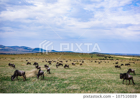 Wildlife Animals Landscape Savannah Grassland Wilderness Maasai Mara National Game Reserve National Park Great Rift Valley Narok County Kenya East Africa Wildlife Animals Landscape Savannah Grassland Wilderness Maasai Mara National Game Reserve National Park Great Rift Valley Narok County Kenya East Africa 107510889