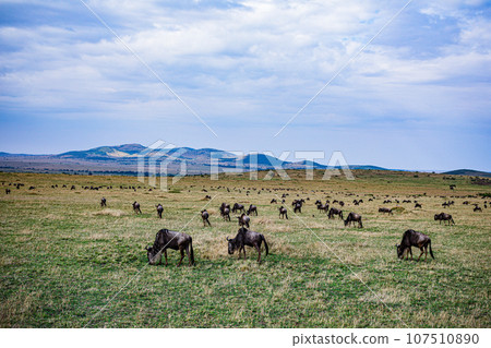 Wildlife Animals Landscape Savannah Grassland Wilderness Maasai Mara National Game Reserve National Park Great Rift Valley Narok County Kenya East Africa Wildlife Animals Landscape Savannah Grassland Wilderness Maasai Mara National Game Reserve National Park Great Rift Valley Narok County Kenya East Africa 107510890