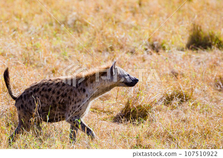 Wildlife Animals Landscape Savannah Grassland Wilderness Maasai Mara National Game Reserve National Park Great Rift Valley Narok County Kenya East Africa 107510922