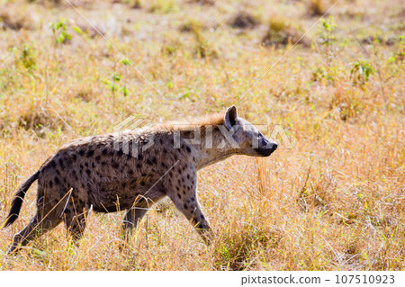 Wildlife Animals Landscape Savannah Grassland Wilderness Maasai Mara National Game Reserve National Park Great Rift Valley Narok County Kenya East Africa 107510923