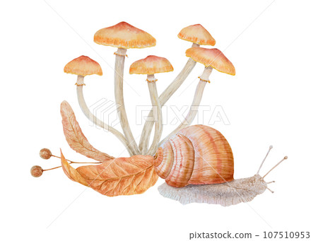 Summer honey fungus, dried leaves, linden tree seeds, snail. Watercolor hand drawn realistic botanical illustration. Forest mushrooms for eco goods, natural herbal medicine, menu, vegetable shops 107510953