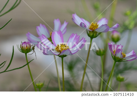 Cosmos flowers blooming in the garden of the house Cosmos flowers blooming in the garden of the house 107511410