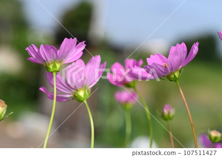 Cosmos flowers blooming in the garden of the house Cosmos flowers blooming in the garden of the house 107511427
