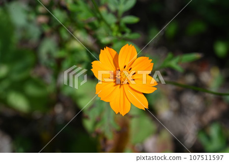 Yellow cosmos taken at Akagi Nature Park 107511597