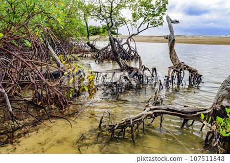 Mangrove vegetation on Pe de Serra beach Mangrove vegetation on Pe de Serra beach 107511848