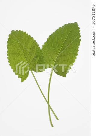 clary sage (herb) 107511879