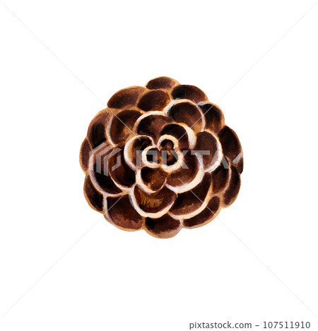 Watercolor hand drawn cone. New year botanical illustration of pine, spruce, cedar, fir and larch cone isolated on white background. For designers, decoration, shop, for postcards, wrapping paper, Watercolor hand drawn cone. New year botanical illustration of pine, spruce, cedar, fir and larch cone isolated on white background. For designers, decoration, shop, for postcards, wrapping paper, 107511910