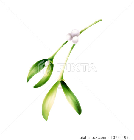 Watercolor christmas green mistletoe. New year botanical illustration of kissing symbol isolated on white background. For designers, decoration, shop, for postcards, wrapping paper, covers. For 107511933