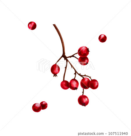 Watercolor christmas red berries on a branch. New year botanical december symbol illustration isolated on white background. For designers, decoration, shop, for postcards, wrapping paper, covers. For 107511940