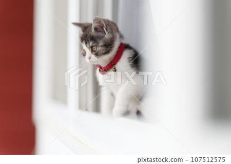 kitten peeking out of the window 107512575