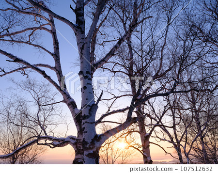 Birch winter bark Birch winter bark 107512632