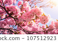 Cherry Blossom Tree 107512923