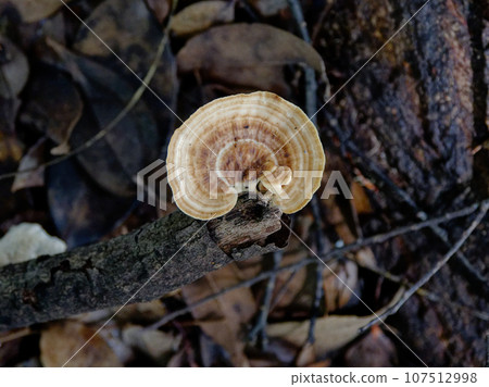 蘑菇世界 腐木真菌 仙人掌 107512998