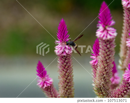 Flower-visiting insects, Waspsidae 107513071