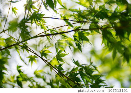 [植物材料]藍楓和玉石背景虛化[長野縣] 107513191