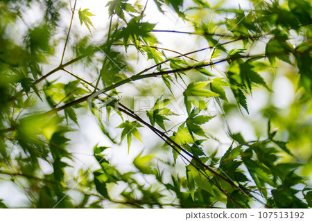 [植物材料]藍楓和玉石背景虛化[長野縣] 107513192