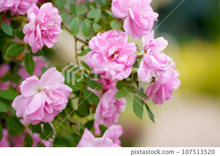 Breeding roses. Protecting ornamental crops. Pink rose flower with green leaves on a blurry background. Beautiful blooming of a bright pink rose in a summer garden on a sunny day. 107513520