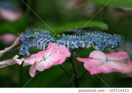 開花在雨季的美麗的八仙花屬 107514423