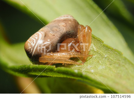 Otorino Fundamesi (female) 107514596
