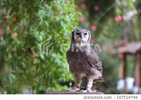 Kuwashimi misuku Kuwashimi misuku 107514798
