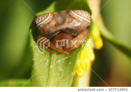 Otorino Fundamesi (female) 107514901