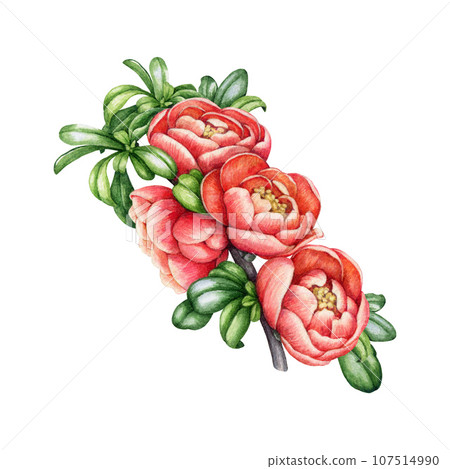 Blooming quince branch with flowers and leaves. Watercolor illustration. Hand painted quince twig vintage style decorative element. Springtime garden tree branch with flowers on white background 107514990