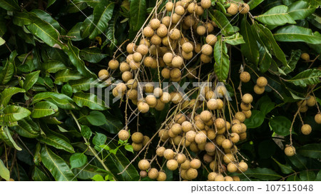 Longan fruit in growth on tree in summer 107515048