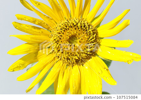 Sunflower with water droplets on the flower 107515084