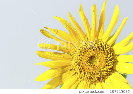 Sunflower with water droplets on the flower Sunflower with water droplets on the flower 107515085