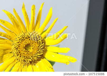 Sunflower with water droplets on the flower 107515086