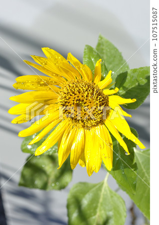 Sunflower with water droplets on the flower Sunflower with water droplets on the flower 107515087