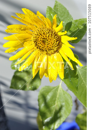 Sunflower with water droplets on the flower Sunflower with water droplets on the flower 107515089