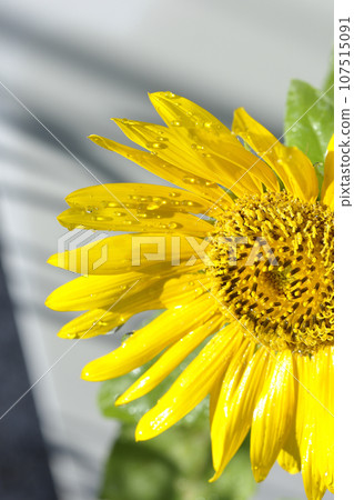 Sunflower with water droplets on the flower Sunflower with water droplets on the flower 107515091