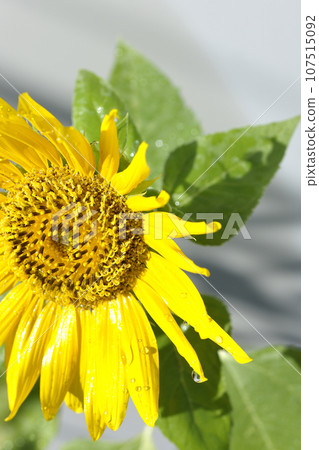 Sunflower with water droplets on the flower Sunflower with water droplets on the flower 107515092