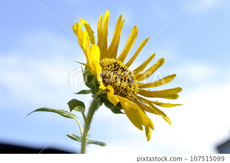 Sunflower with water droplets on the flower Sunflower with water droplets on the flower 107515099