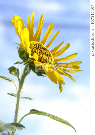 Sunflower with water droplets on the flower 107515104