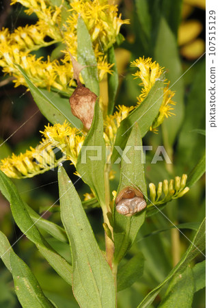 Otorino Fundamasi (female) and eggshell 107515129
