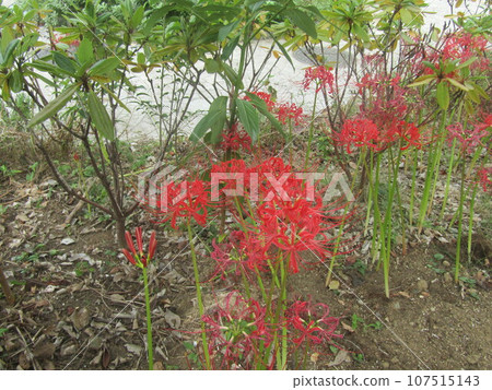 秋天標準彼岸花的紅色花朵 秋天標準彼岸花的紅色花朵 107515143
